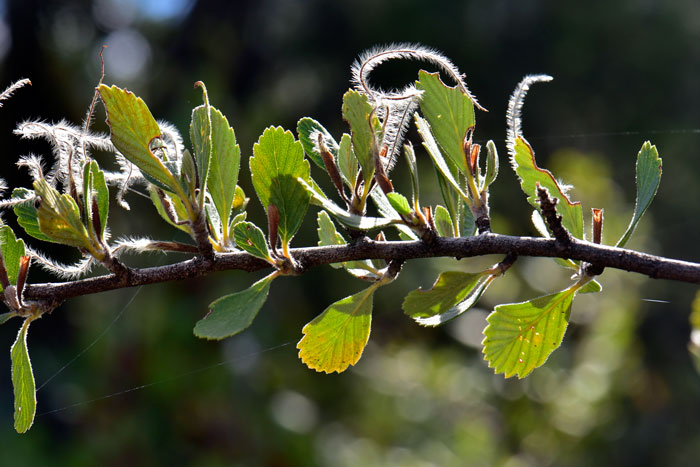 Leaf shape widely obovate to ovate, note rounded teeth; bark on twigs and branches dark gray or brown, bark is thin and smooth; Mountain Mahogany Cercocarpus montanus, Mountain Mahogany